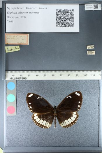 Media type: image;   Entomology 159947